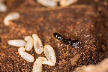 Close up of worker ants with larvae