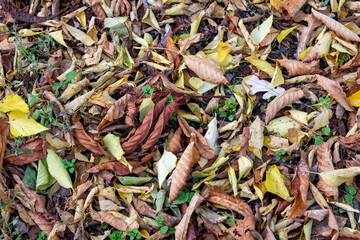 autumn leaves background photo - close up