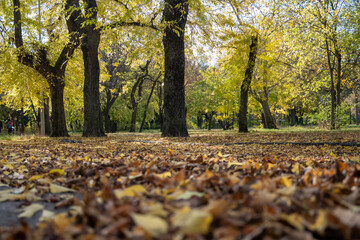 Autumn park pathway with colorful trees