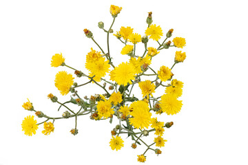 Ox-tongue Yellow Composite Flowers Picris Hieracioides Isolated on White