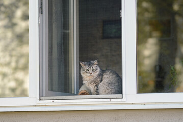 Fluffy feline rests in sunlight by an open window protected only by fragile mesh screen, hidden risk of accidental falls in urban pet homes. Cat rests on window sill behind a thin mosquito net screen