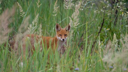 Red fox cub in the wild in summer.