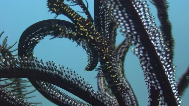 Observe the graceful movement of a Sea Lily Crinoid in its natural habitat. Shot in the vibrant underwater world of the Philippines, it showcases the beauty of Echinodermata.