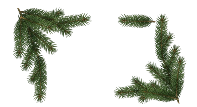 Two realistic fir tree branch corner elements for christmas or winter holiday decoration design, isolated on transparent background