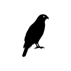 Fototapeta premium Silhouette of a Perched Hawk A Bold Black and White Illustration for Design