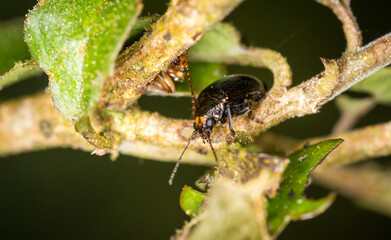 Close up of Eucolaspis brunnea or bronze beetle a native to new zealand © Nathan McClunie