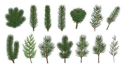 Collection of various evergreen tree branches and sprigs featuring pine, fir, and cedar foliage isolated on transparent background