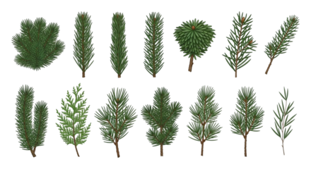 Collection of various evergreen tree branches and sprigs featuring pine, fir, and cedar foliage isolated on transparent background