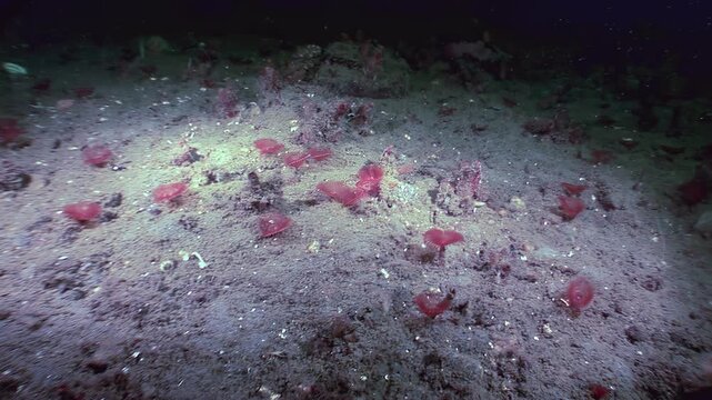 Numerous red tube worms, Serpula vermicularis, create a vibrant garden on the seabed. The scene is bathed in the glow of artificial light amidst the darkness of the deep.