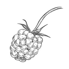 Simple raspberry or blackberry in a detailed line art style. An outline icon of a summer berry for food packaging or recipes.