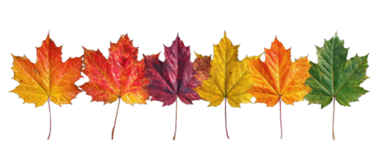 Six vibrant maple leaves in a horizontal color gradient against a black background