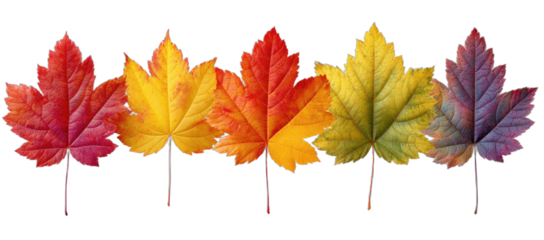 Collection of five autumn leaves in a vibrant color gradient on a black background