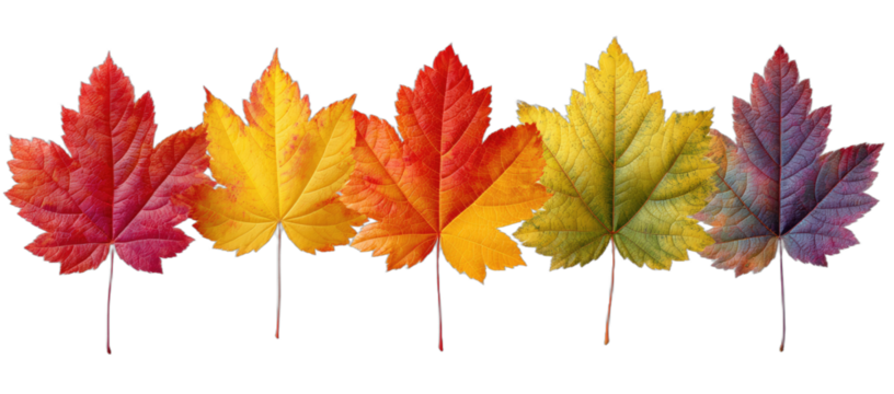 Collection of five autumn leaves in a vibrant color gradient on a black background - Powered by Adobe