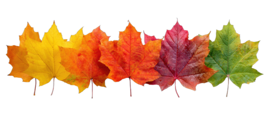 Maple leaves gradient from green to yellow, orange, and red on a black background