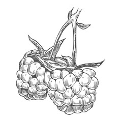 Raspberry branch, hand drawn black and white graphic vector illustration. Isolated on a white background.