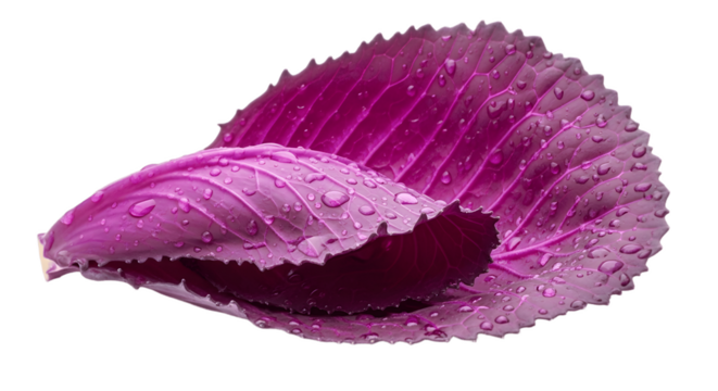 Purple cabbage leaf with water droplets close up macro fresh vegetable food photography art 90 on transparent background - Powered by Adobe