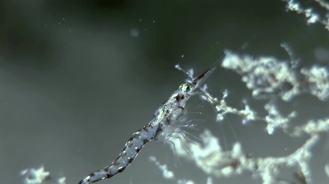 An Antarctic krill floats gracefully, feeding on algae near a colony of ice in the Southern Ocean. Tiny legs and antennae move as it consumes the algae.
