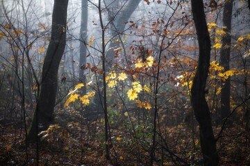 Obraz premium autumn in the forest