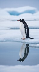 Naklejka premium Gentoo penguin stands on iceberg with reflection in water
