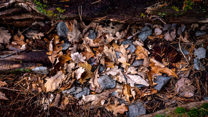 Close up of fallen leves on ground in autumn