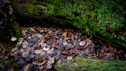 Close up of fallen leves on ground in autumn