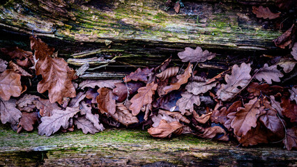 Close up of fallen leves on ground in autumn