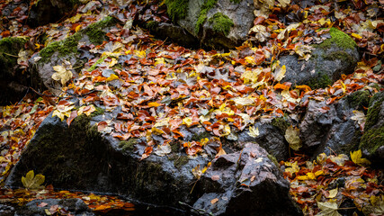 Close up of fallen leves on ground in autumn