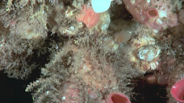 Observe a ghostly translucent sea squirt gently swaying amidst a colony of vibrant orange encrusting sponge.