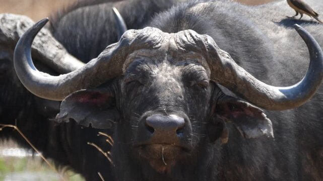 Close up from african water buffalo re-chews his food at Okavango Delta in Botswana