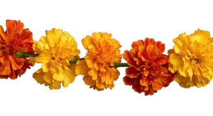 Five vibrant orange and yellow flowers arranged horizontally against a dark background