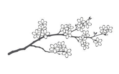 Fototapeta premium Cherry blossom branch drawing isolated on a transparent background for use in professional graphic design projects and decorative stationery.