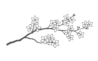 Delicate white cherry blossom branch with intricate details on black background