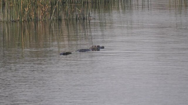 Crocodile at Okavango Delta in Botswana