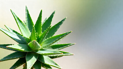 Closeup of a green succulent plant