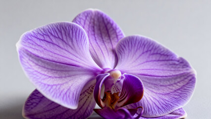 Purple orchid flower closeup