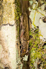 Close up of lemon tree borer beetle native to new zealand