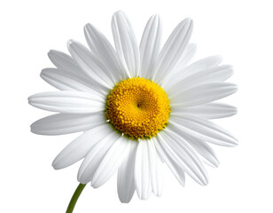 Naklejka premium White Daisy on Transparent Background