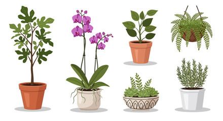 Collection of assorted potted houseplants and flowering plants, including orchids and ferns