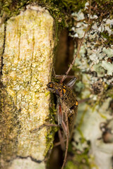 Close up of lemon tree borer beetle native to new zealand