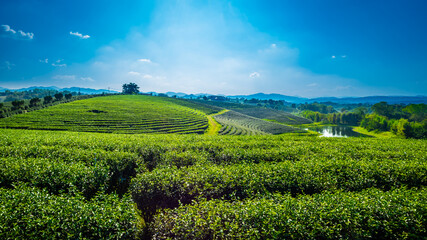 Landscape panorama view of tea plantation at at choui fong farm Chiang Rai, Thailand is Top tourist destinations and Landmark of Chiang Rai