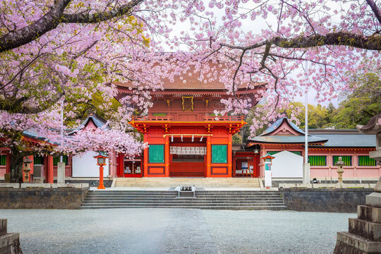 Fujisan Hongu Sengen Taisha Shinto Shrine where cherry blossoms are blooming on a rainy day at Fujinomiya Shizuoka, Japan.