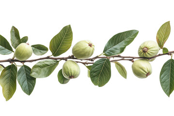 Green unripe plums on a branch isolated on transparent background. Fresh green guava branch with unripe guavas and leaves isolated on white background.