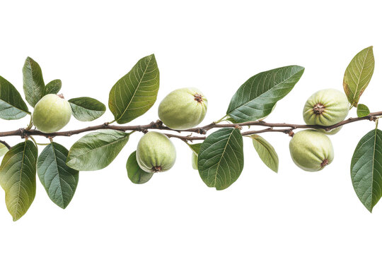 Green unripe plums on a branch isolated on transparent background. Fresh green guava branch with unripe guavas and leaves isolated on white background.