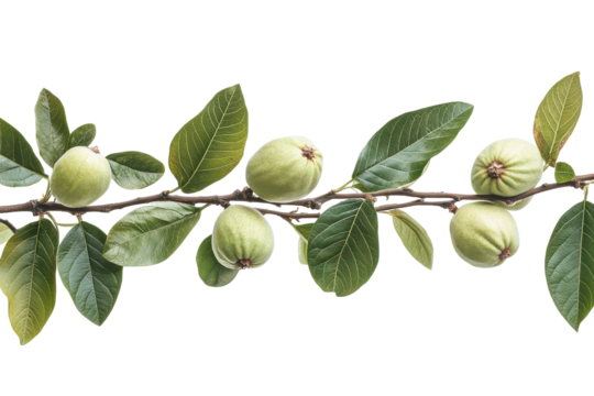 Green unripe plums on a branch isolated on transparent background. Fresh green guava branch with unripe guavas and leaves isolated on white background.