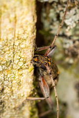 Close up of lemon tree borer beetle native to new zealand