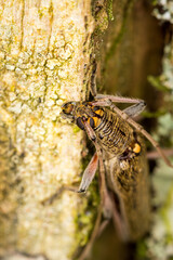 Close up of lemon tree borer beetle native to new zealand