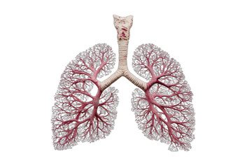Detailed 3D render of human lungs and bronchial tree on a black background