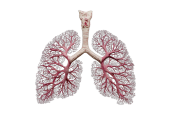 Detailed 3D render of human lungs and bronchial tree on a black background