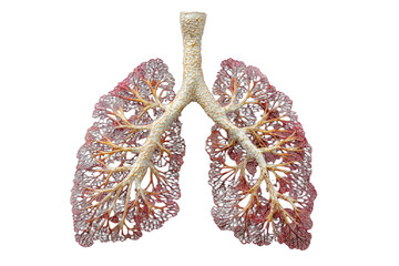 Stylized depiction of human lungs and bronchioles, illustrating the respiratory system