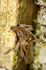 Close up of lemon tree borer beetle native to new zealand